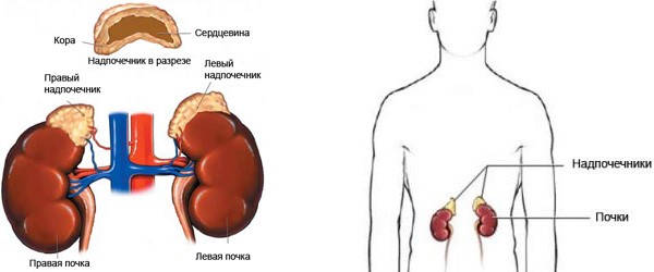 Адреналэктомия лапароскопическая что это такое. pochki1. Адреналэктомия лапароскопическая что это такое фото. Адреналэктомия лапароскопическая что это такое-pochki1. картинка Адреналэктомия лапароскопическая что это такое. картинка pochki1